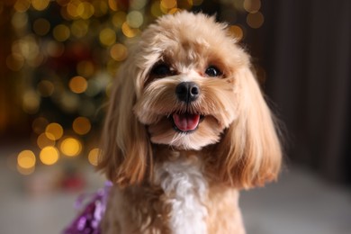 Photo of Portrait of cute dog against blurred lights