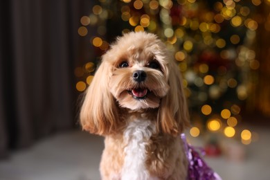 Photo of Portrait of cute dog against blurred lights