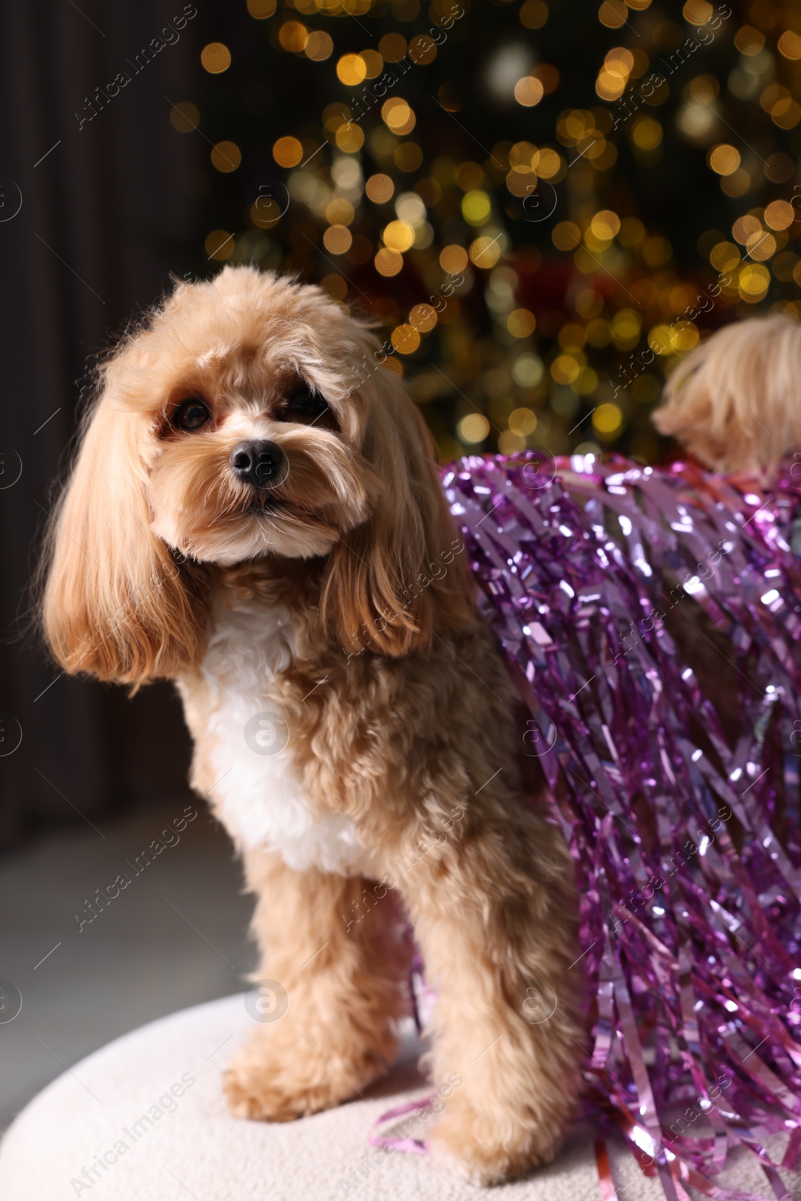 Photo of Cute dog with shiny tinsels on sofa against blurred lights