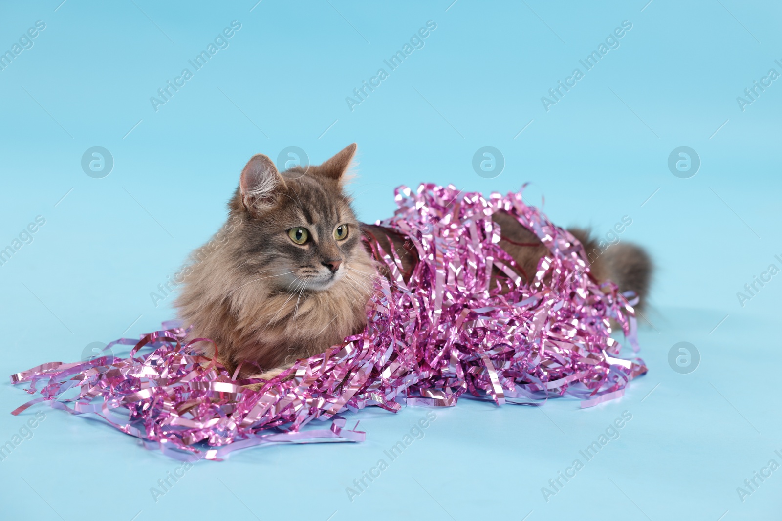 Photo of Cute cat with pink Christmas tinsel on light blue background