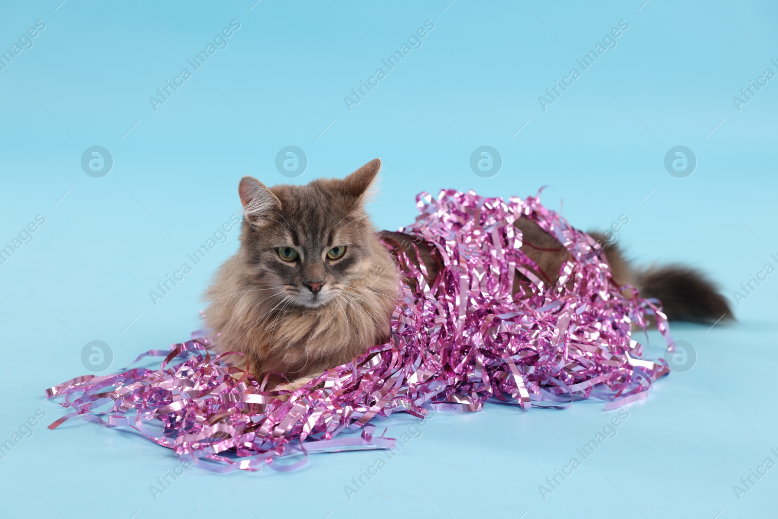 Photo of Cute cat with pink Christmas tinsel on light blue background