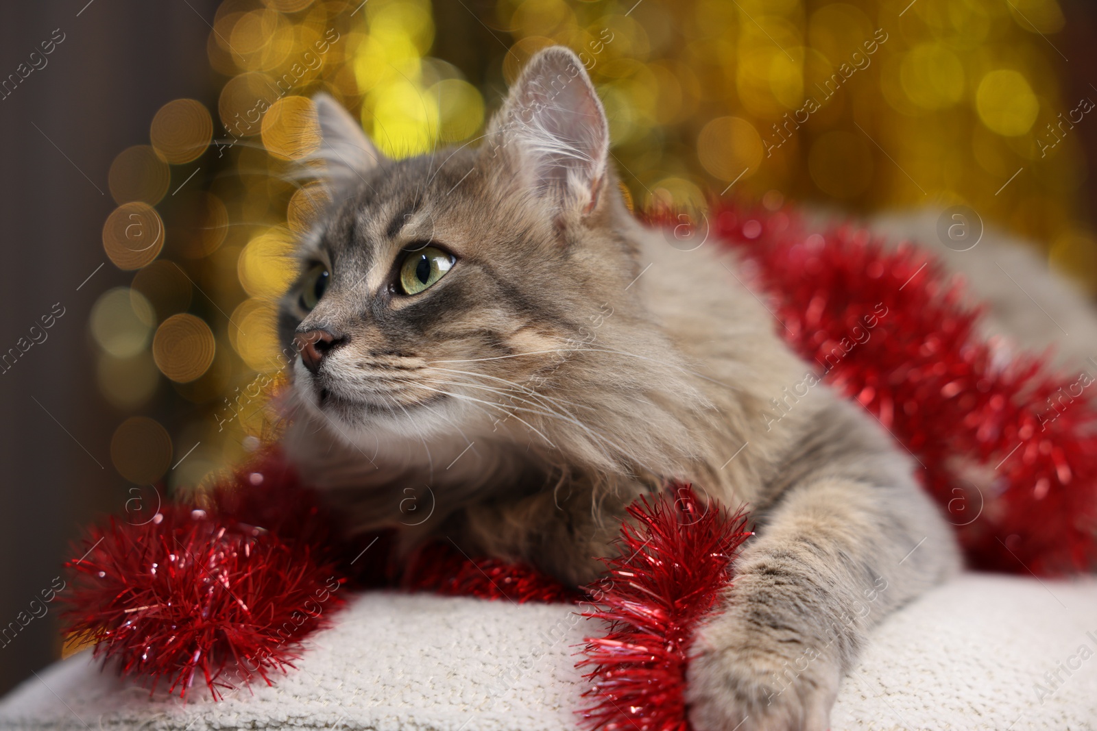 Photo of Cute cat with red Christmas tinsel on pouf against blurred lights, closeup. Bokeh effect