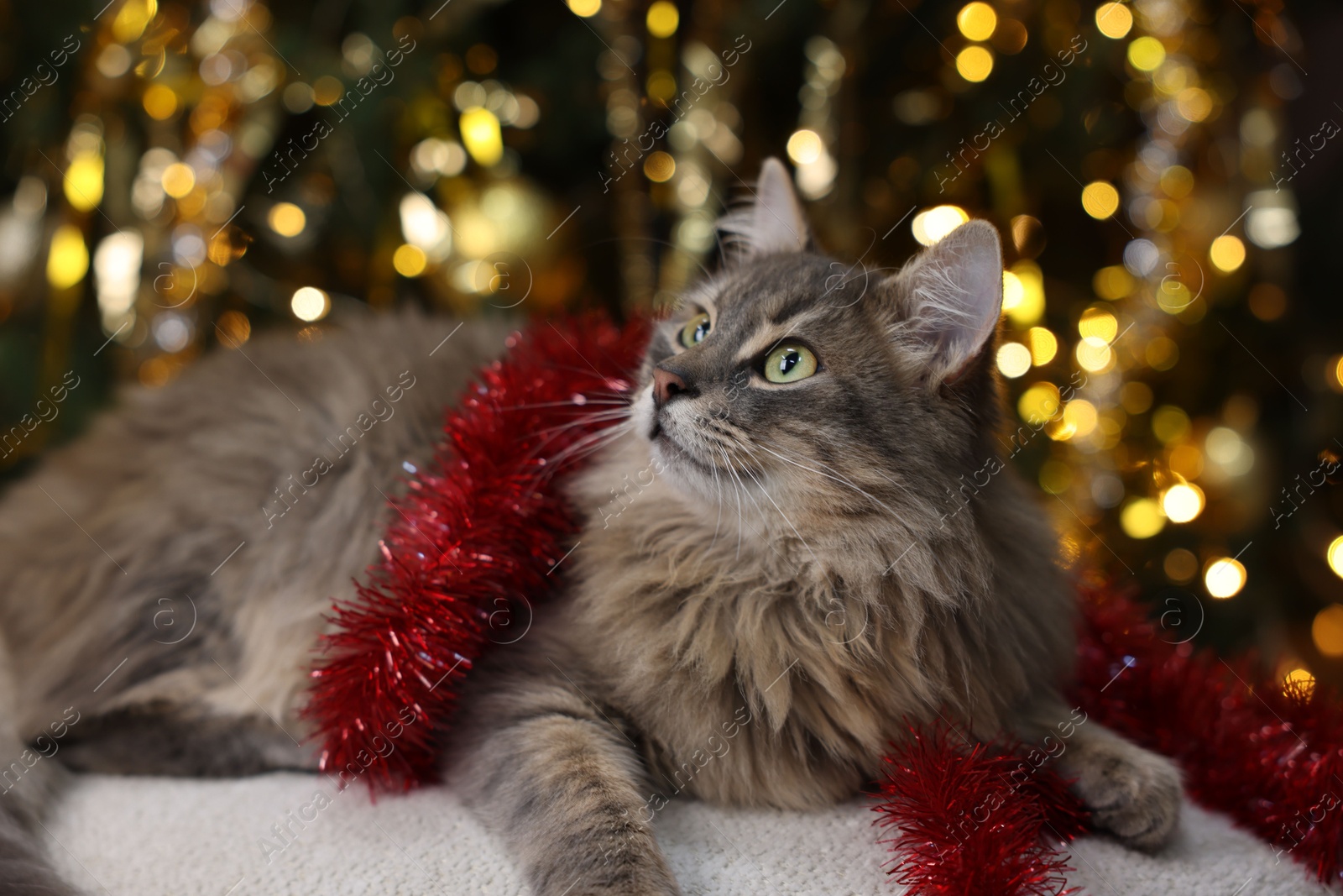 Photo of Cute cat with red tinsel on pouf against blurred lights. Christmas atmosphere