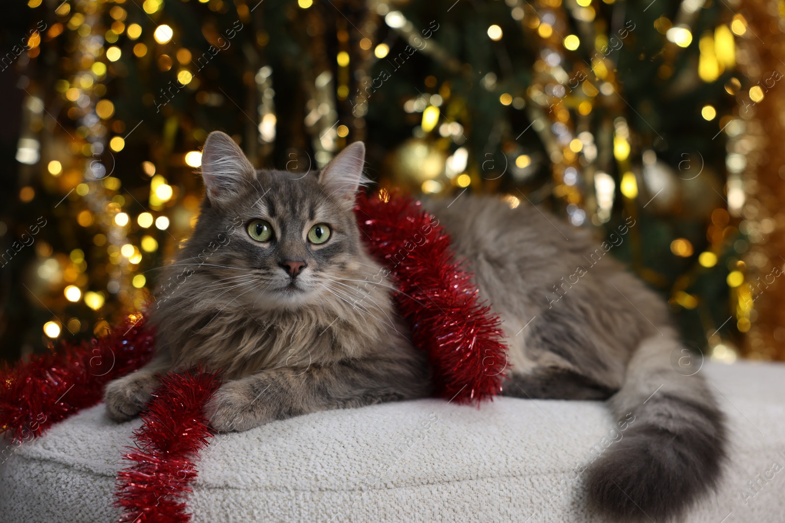 Photo of Cute cat with red tinsel on pouf against blurred lights. Christmas atmosphere