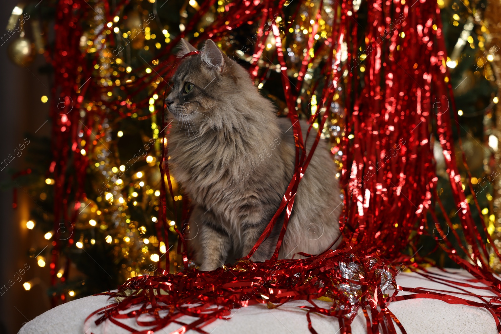 Photo of Cute cat with bright tinsel on pouf indoors. Christmas atmosphere