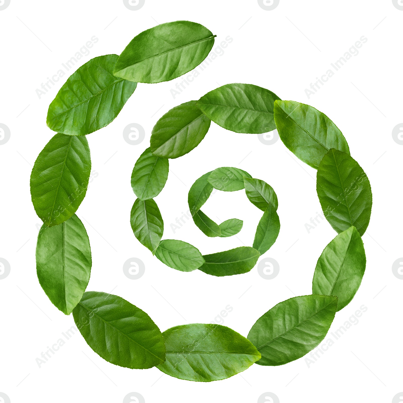 Image of Green leaves swirling in air on white background