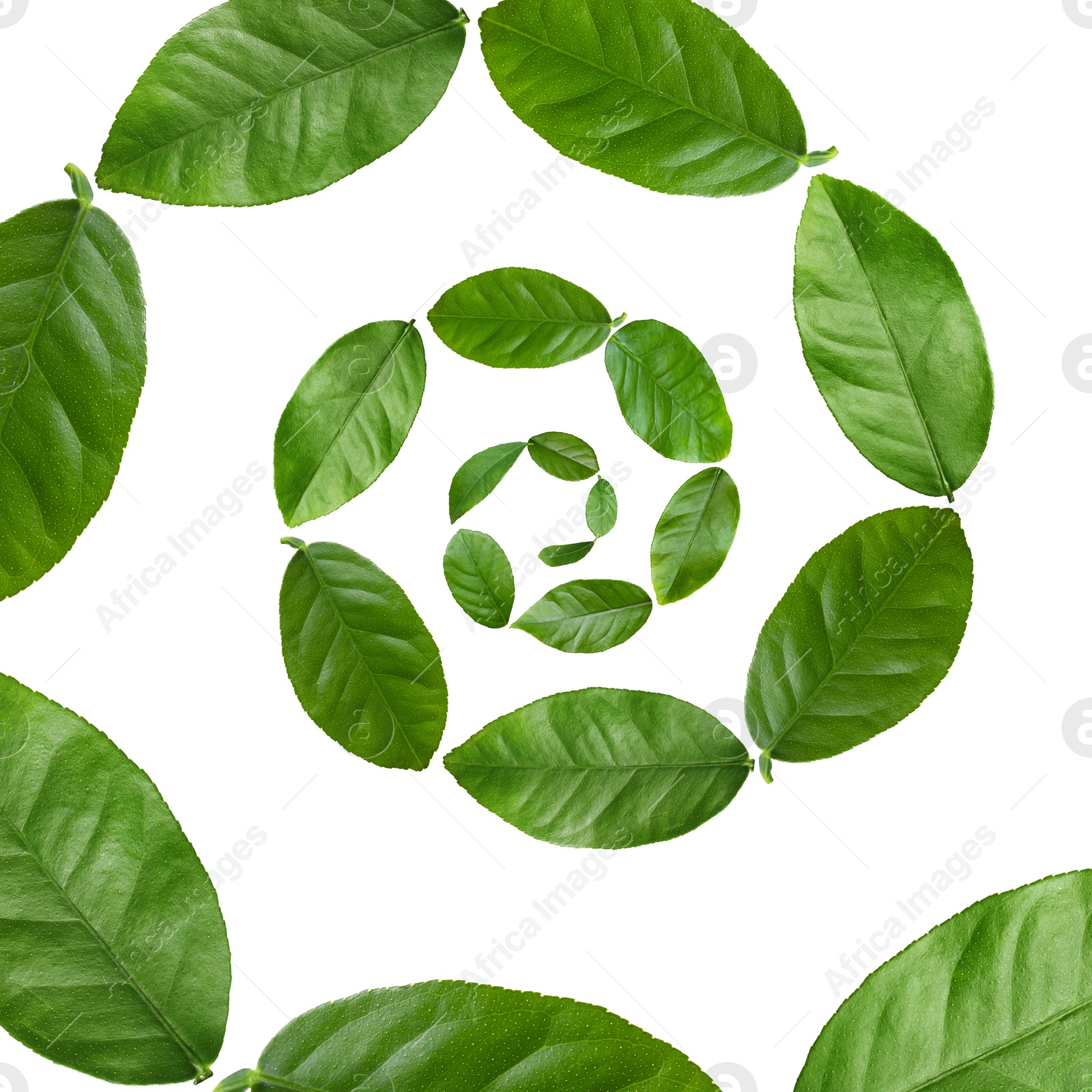 Image of Green leaves swirling in air on white background