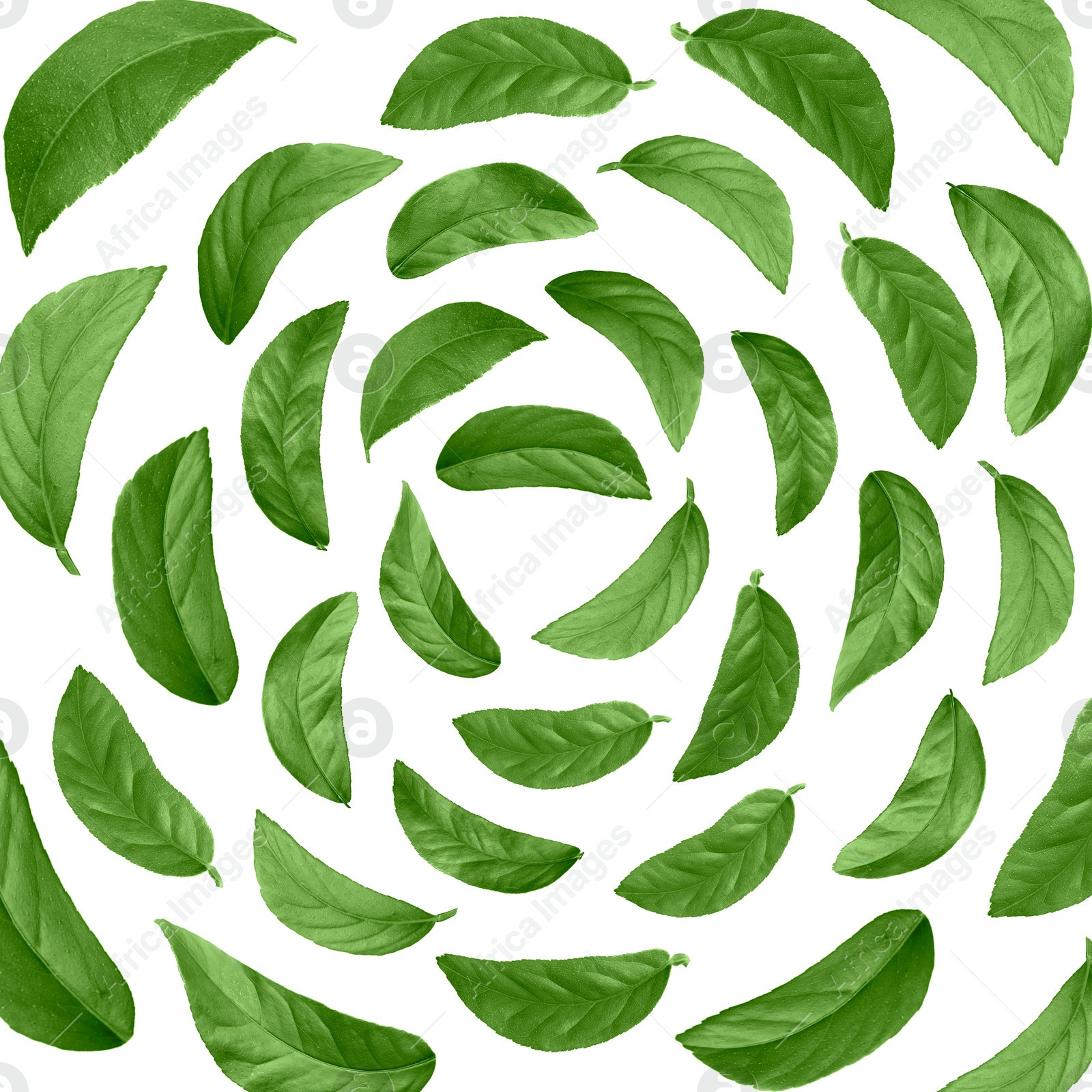 Image of Green leaves swirling in air on white background