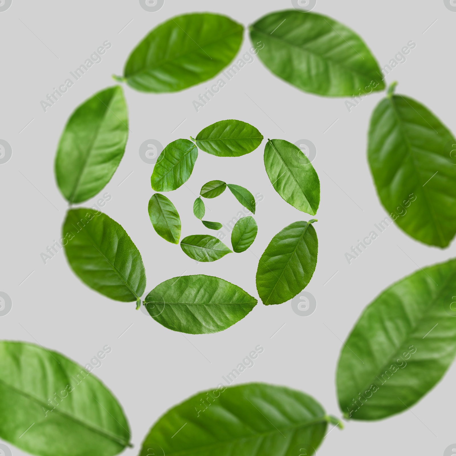 Image of Green leaves swirling in air on grey background