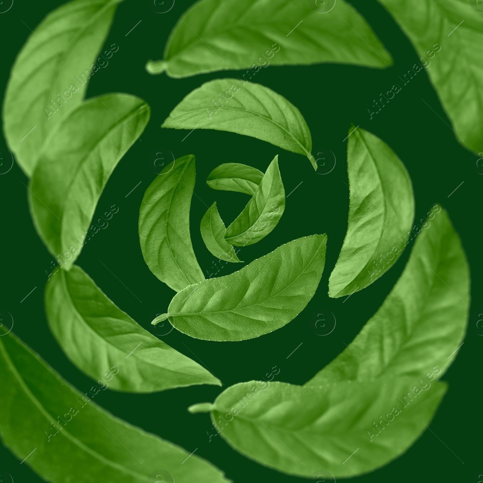 Image of Leaves swirling in air on dark green background