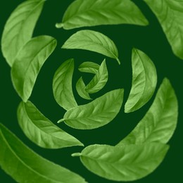 Image of Leaves swirling in air on dark green background