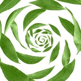 Green leaves swirling in air on white background