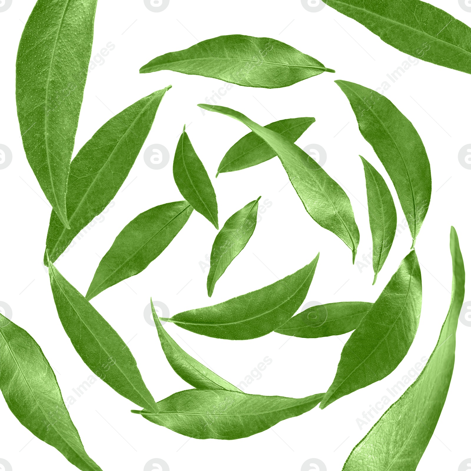 Image of Green leaves swirling in air on white background