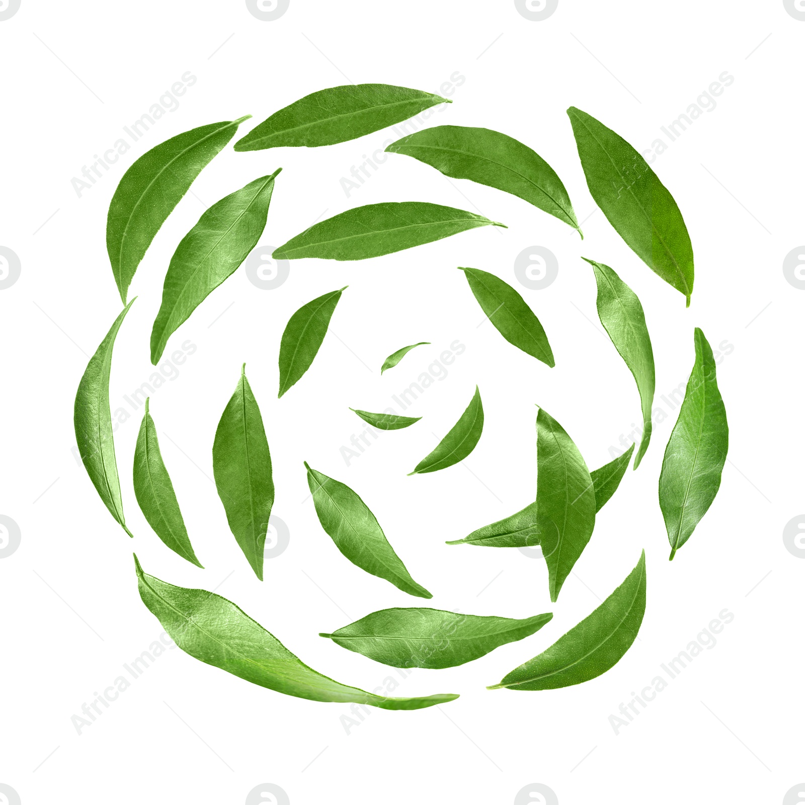 Image of Green leaves swirling in air on white background