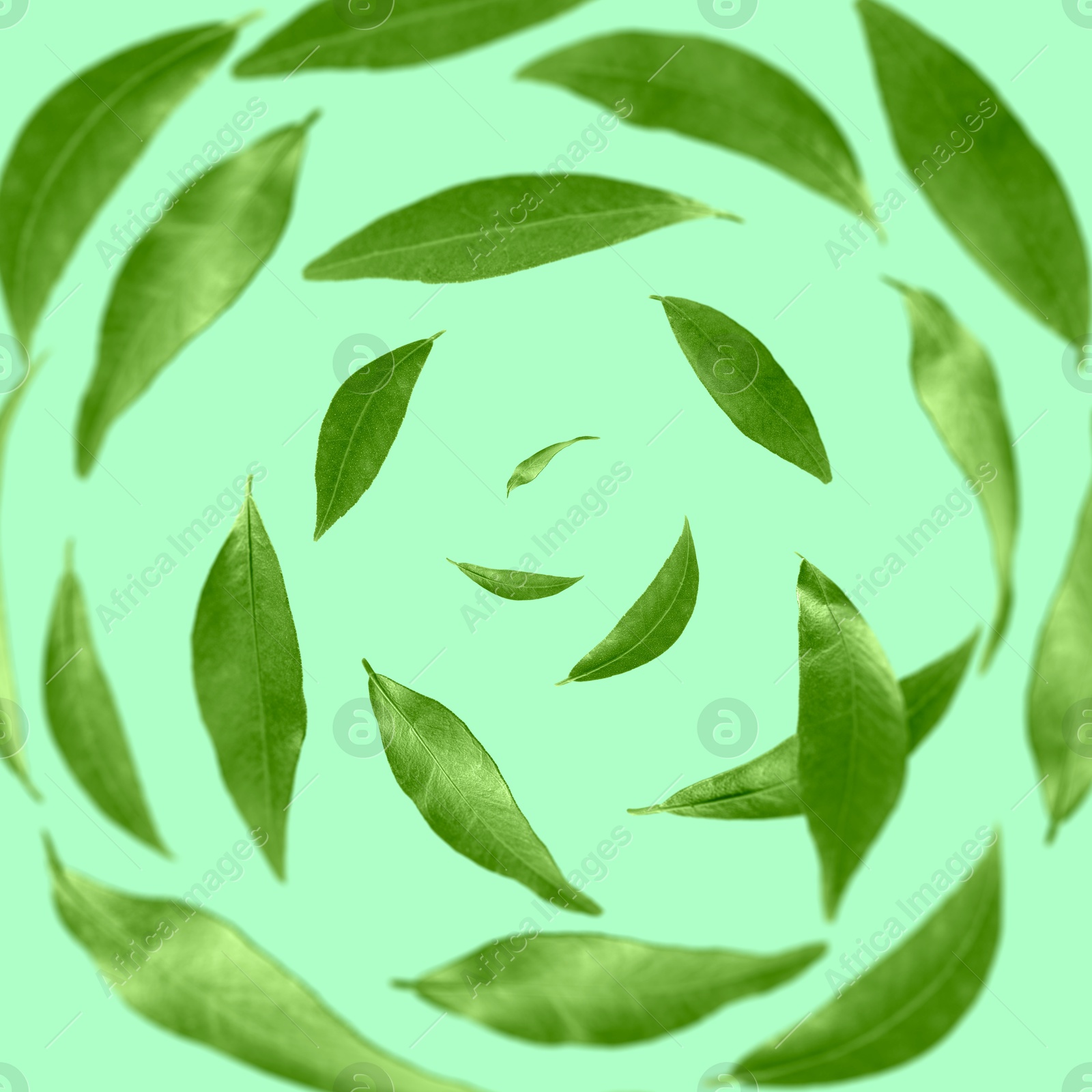 Image of Green leaves swirling in air on turquoise background