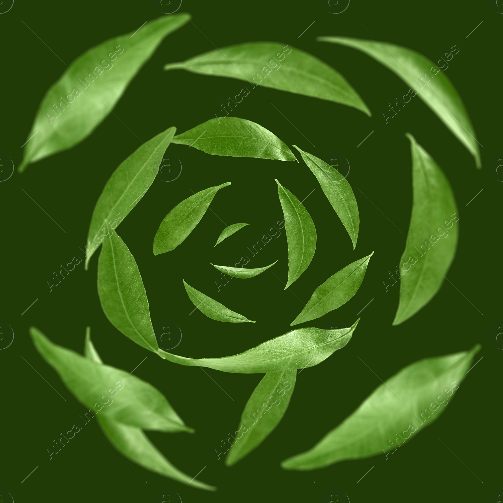 Image of Leaves swirling in air on dark green background