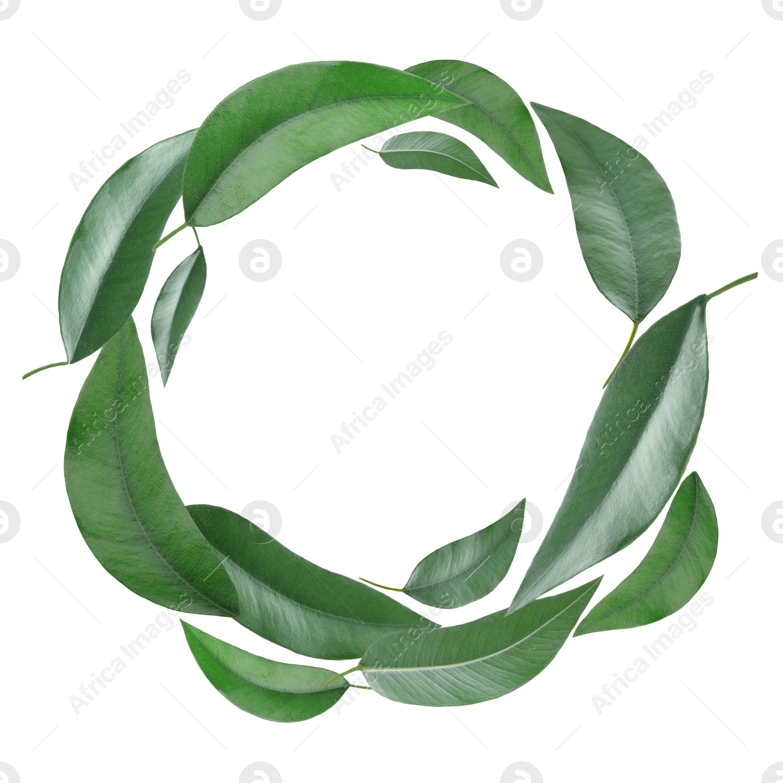 Image of Green leaves swirling in air on white background