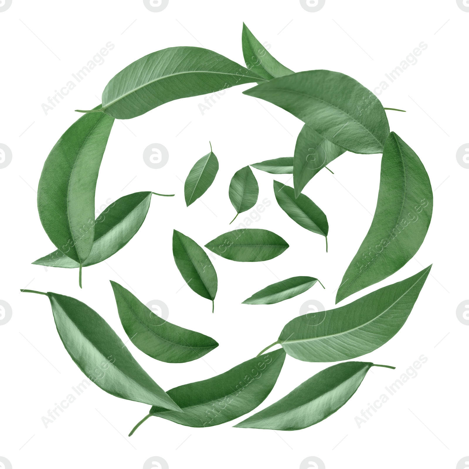 Image of Green leaves swirling in air on white background