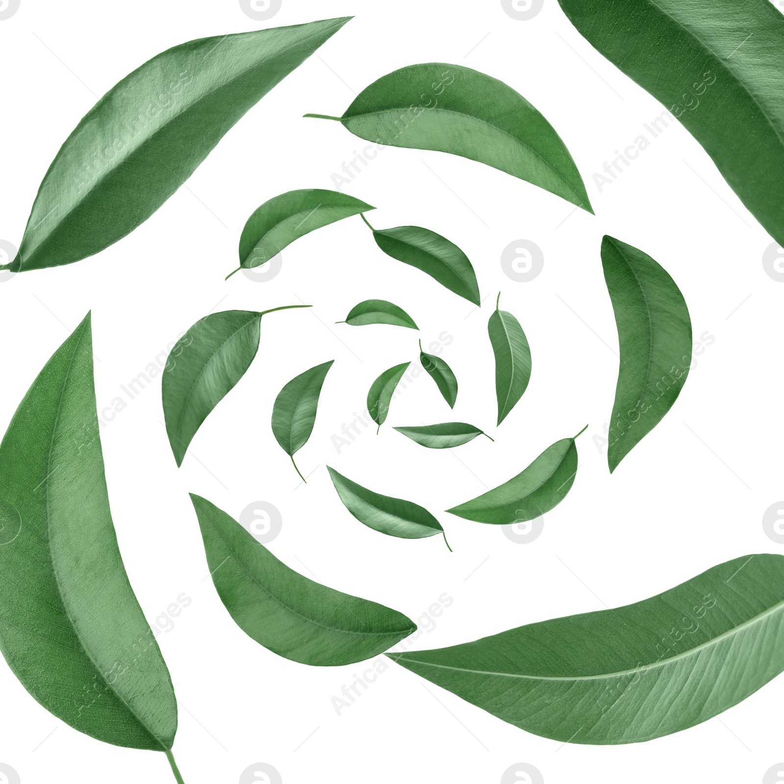 Image of Green leaves swirling in air on white background