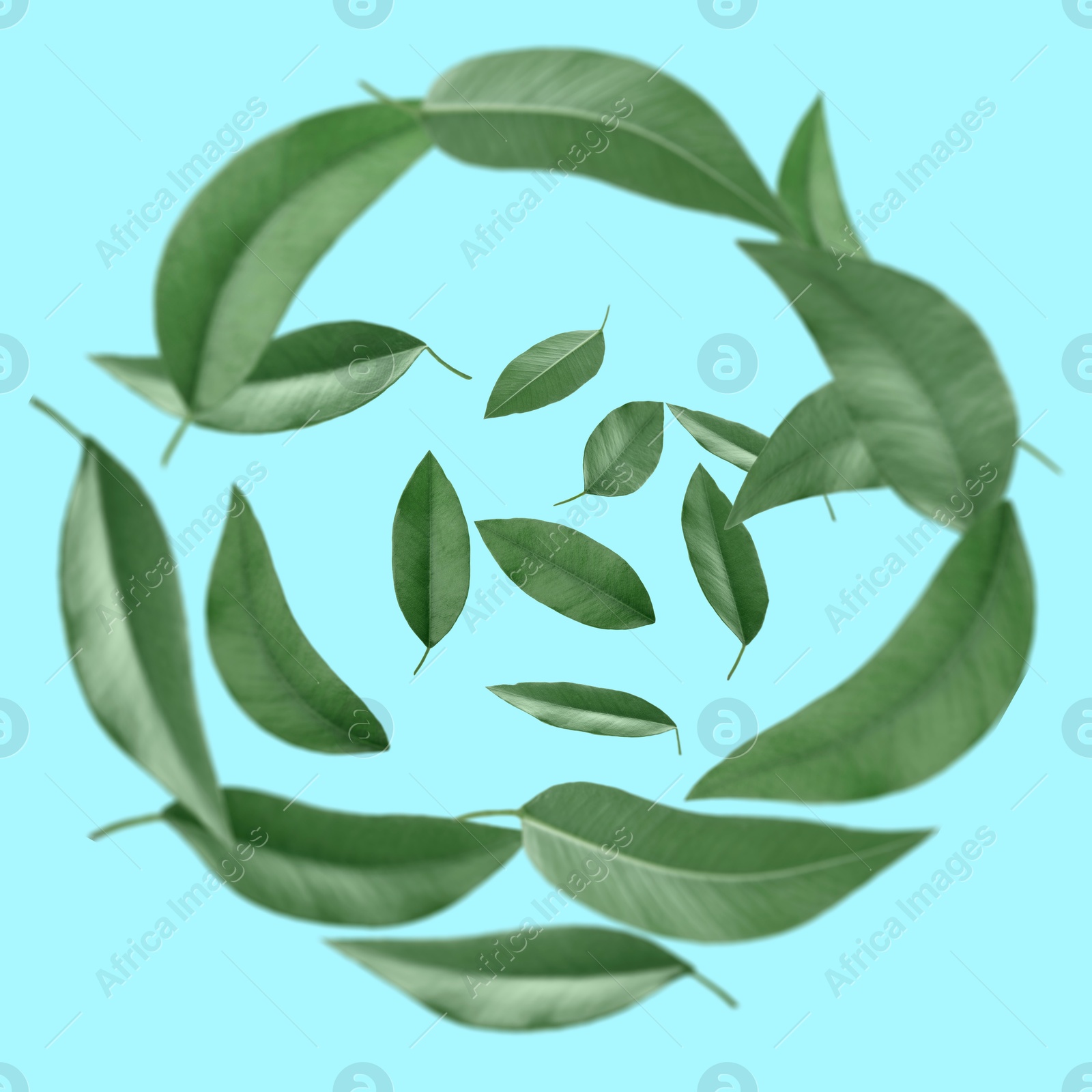 Image of Green leaves swirling in air on light blue background