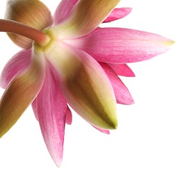 Photo of Beautiful blooming pink lotus flower on white background, closeup