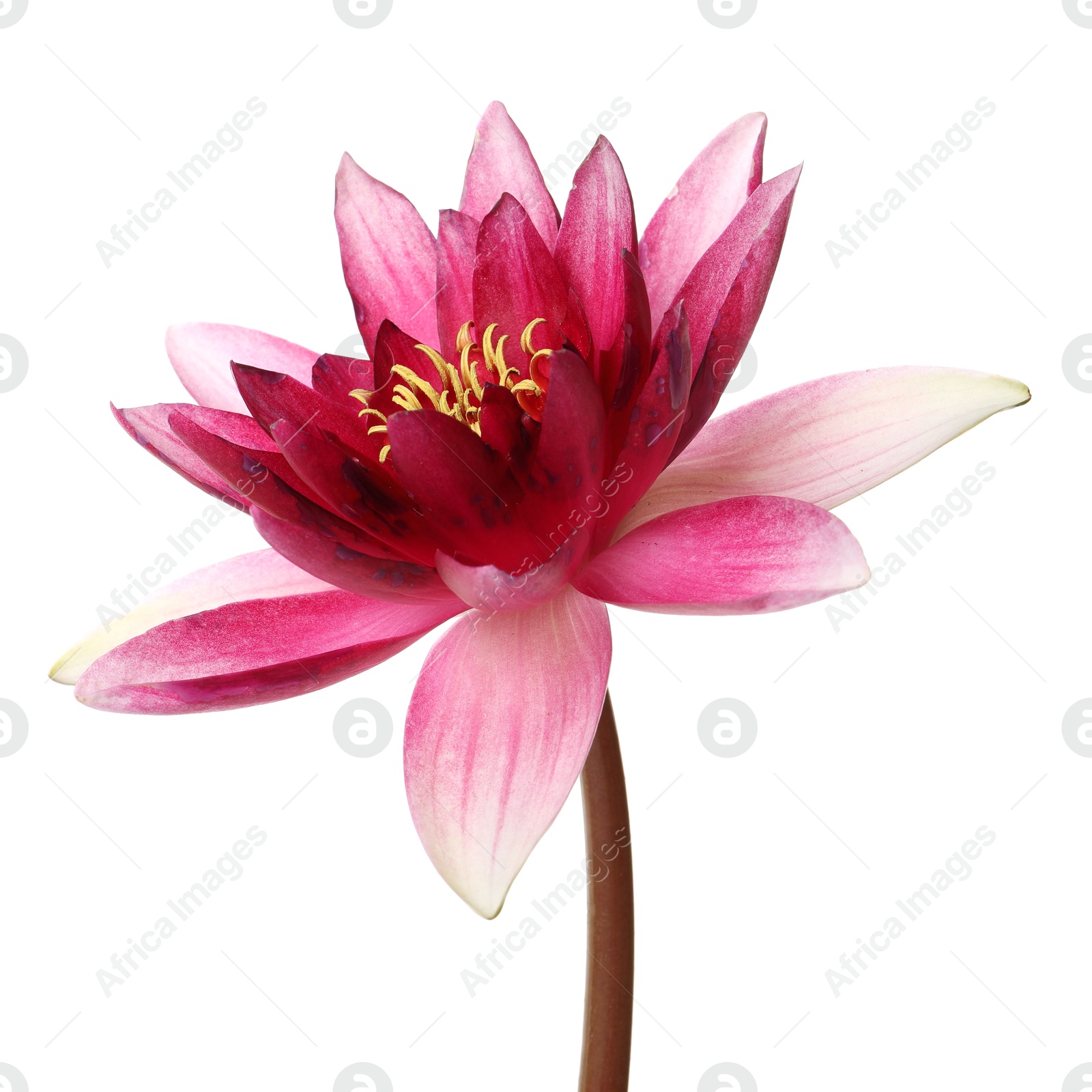 Photo of Beautiful blooming pink lotus flower isolated on white