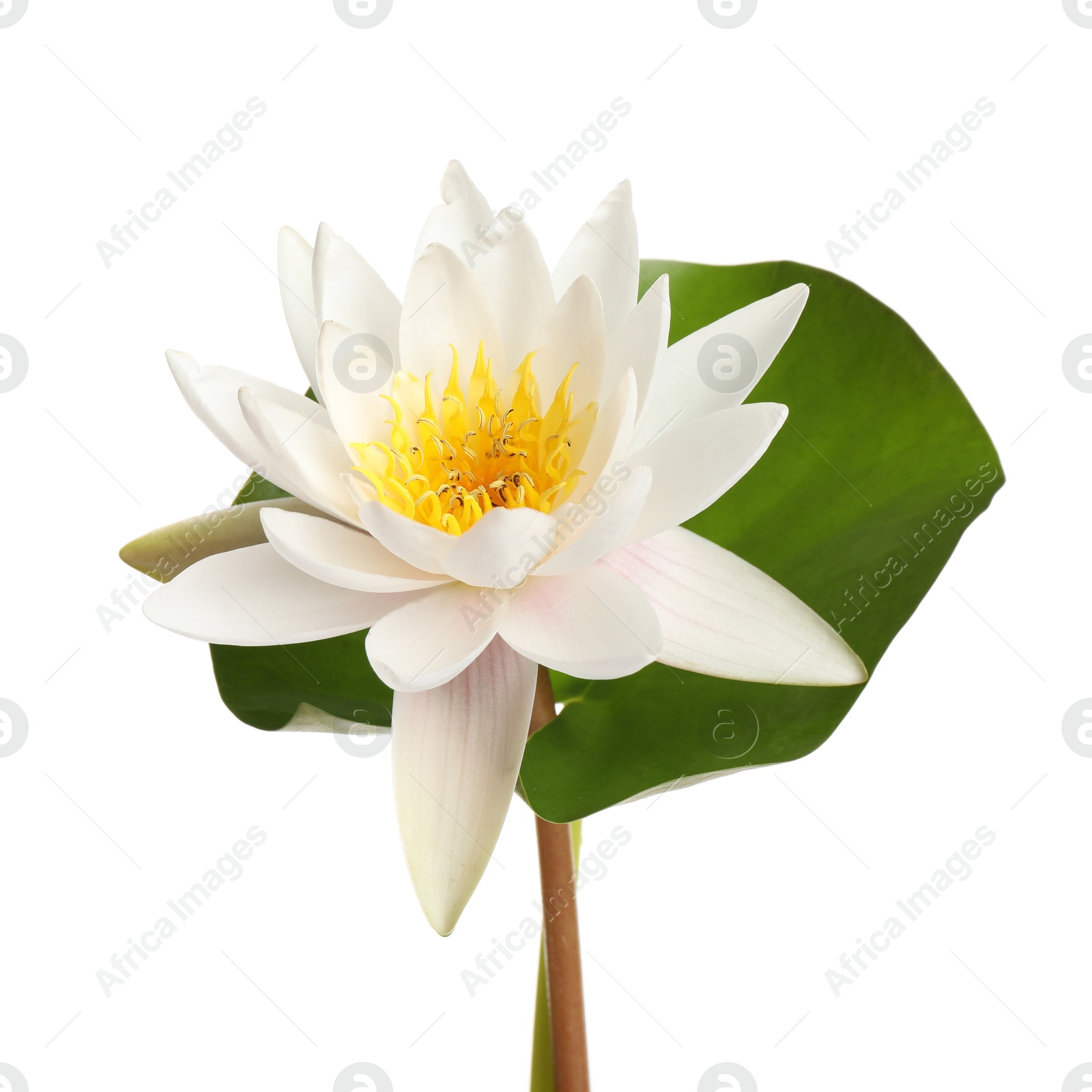 Photo of Beautiful blooming lotus flower with green leaf isolated on white