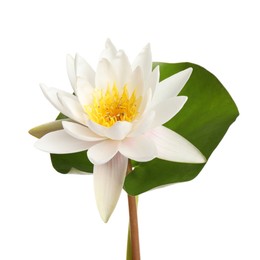 Photo of Beautiful blooming lotus flower with green leaf isolated on white