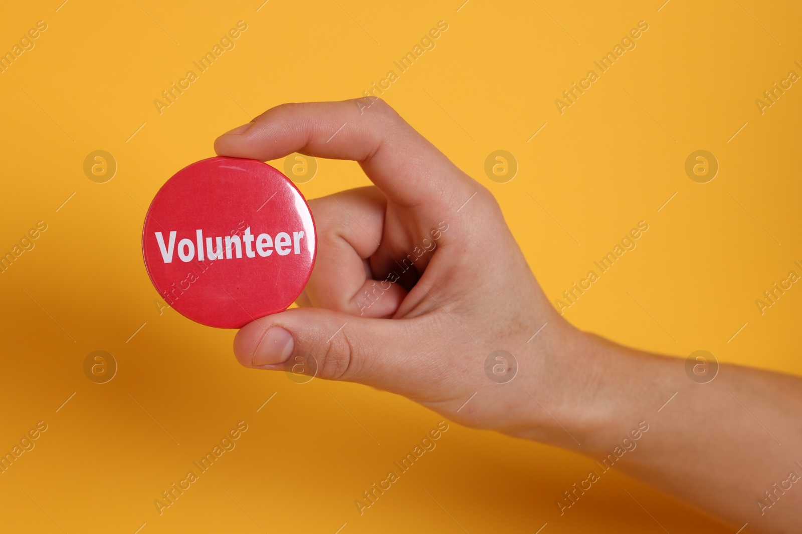 Photo of Man holding button badge with word Volunteer on orange background, closeup