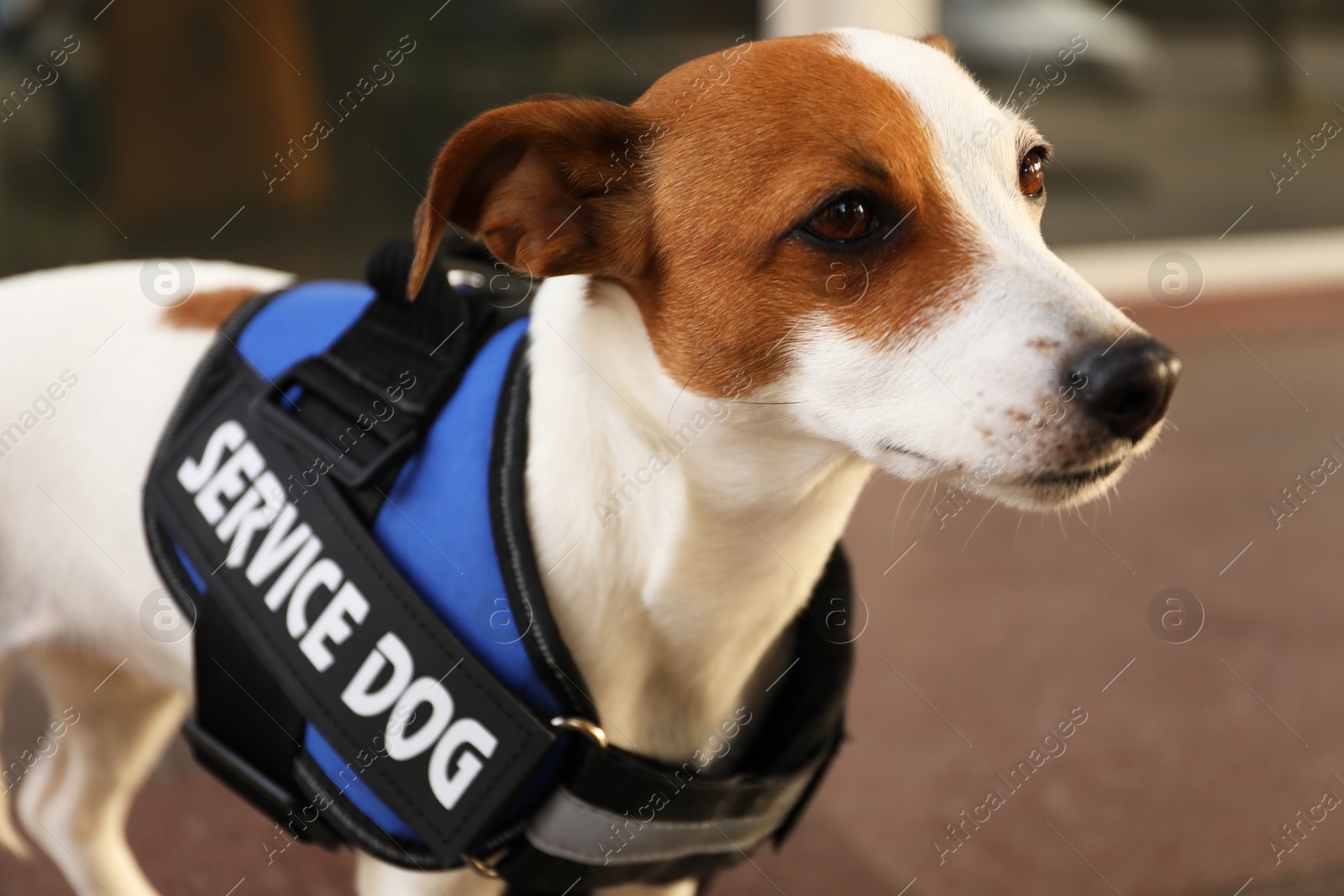 Photo of Cute Jack Russell Terrier wearing service dog vest outdoors, closeup