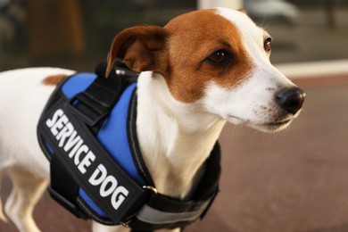 Photo of Cute Jack Russell Terrier wearing service dog vest outdoors, closeup