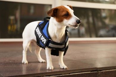 Photo of Cute Jack Russell Terrier wearing service dog vest outdoors