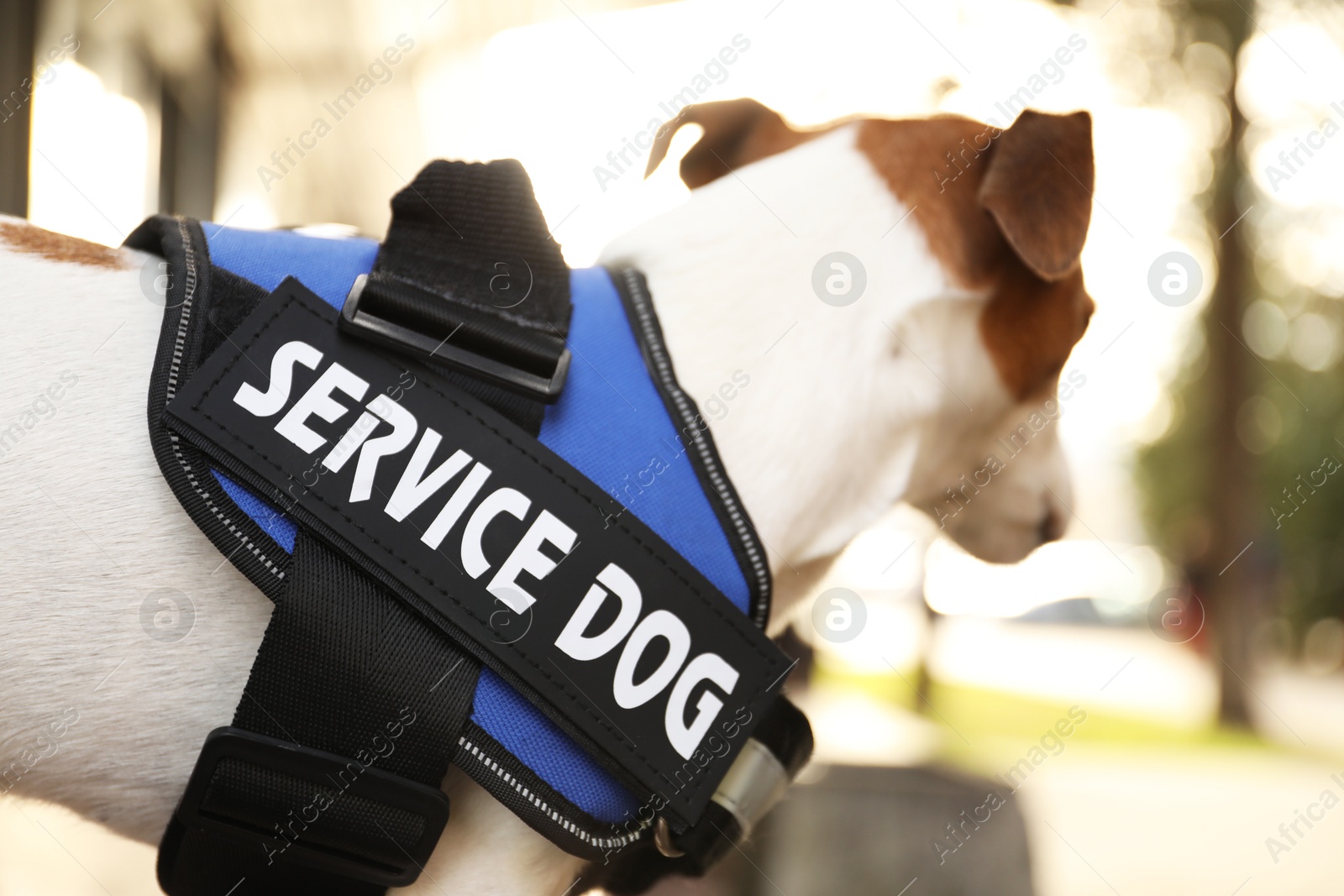 Photo of Cute Jack Russell Terrier wearing service dog vest outdoors, closeup