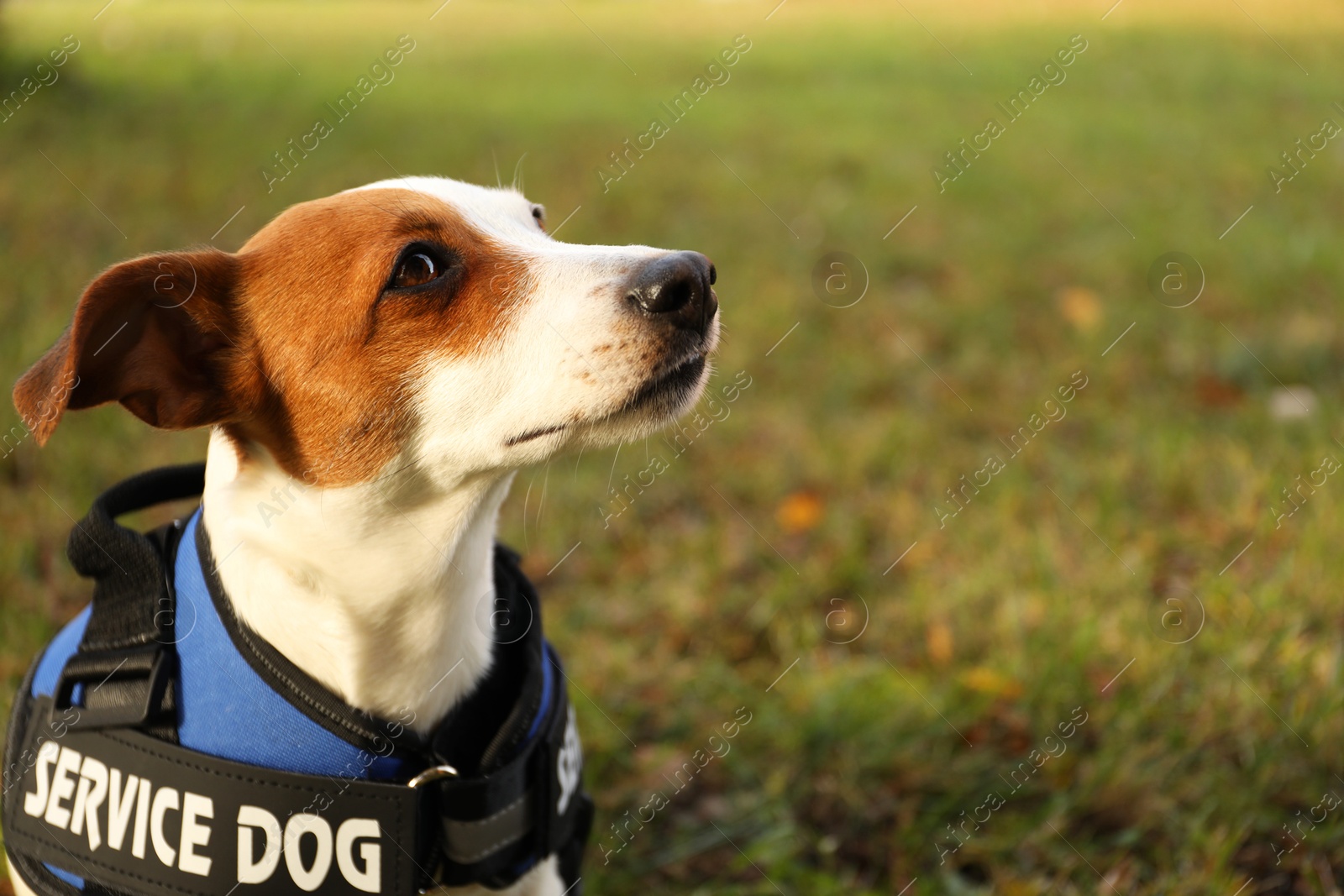 Photo of Cute Jack Russell Terrier wearing service dog vest outdoors, closeup. Space for text