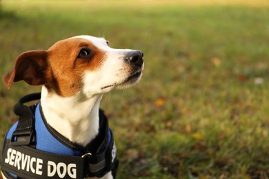 Photo of Cute Jack Russell Terrier wearing service dog vest outdoors, closeup. Space for text