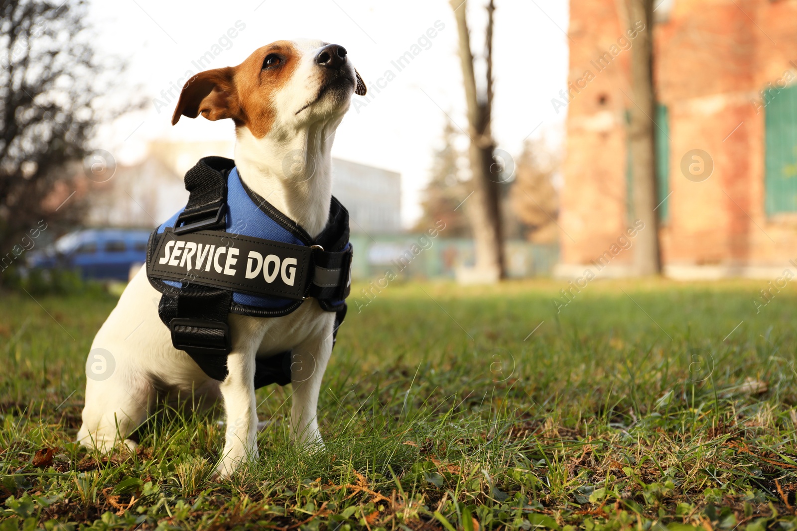 Photo of Cute Jack Russell Terrier wearing service dog vest outdoors, space for text