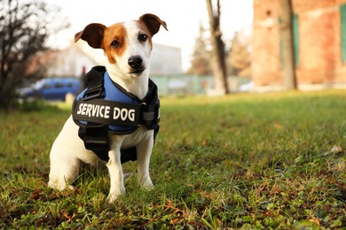 Photo of Cute Jack Russell Terrier wearing service dog vest outdoors, space for text