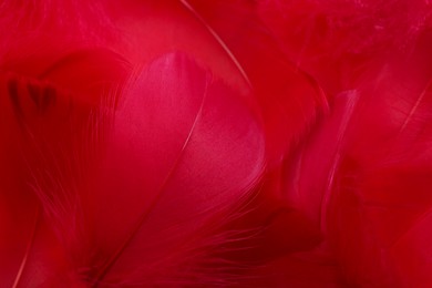 Photo of Beautiful fluffy feathers as background, closeup view