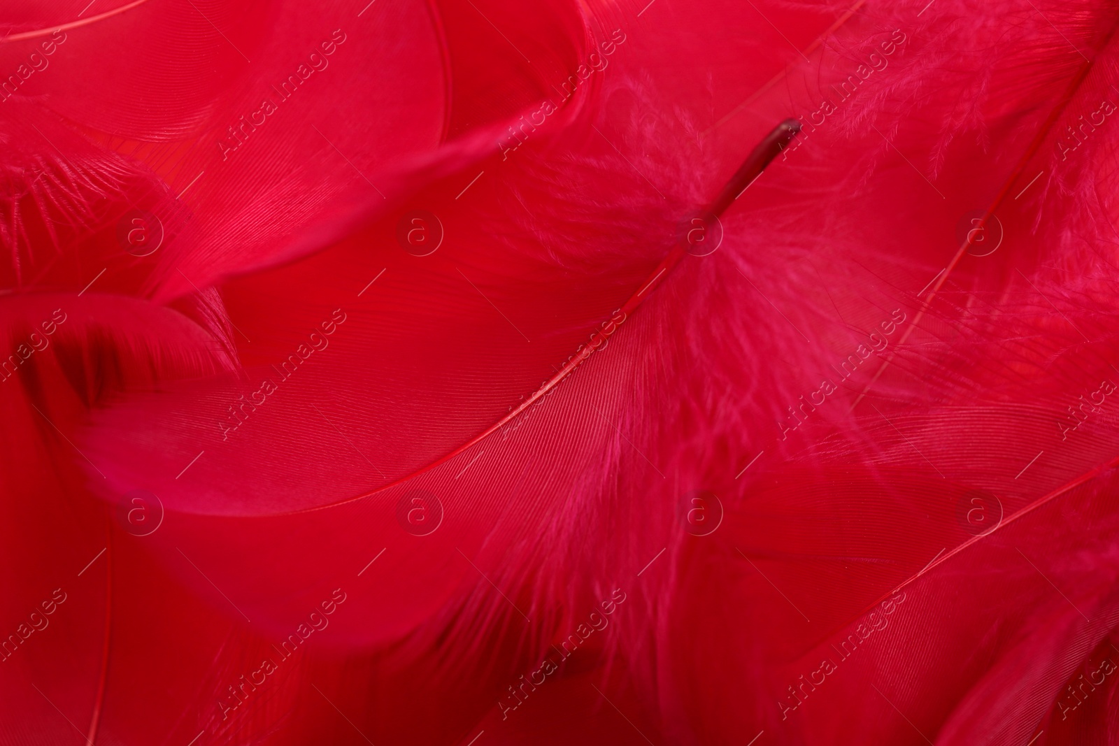 Photo of Beautiful fluffy feathers as background, closeup view