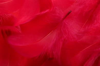 Photo of Beautiful fluffy feathers as background, closeup view