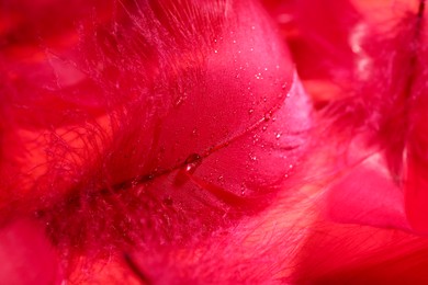 Photo of Beautiful fluffy feathers as background, closeup view