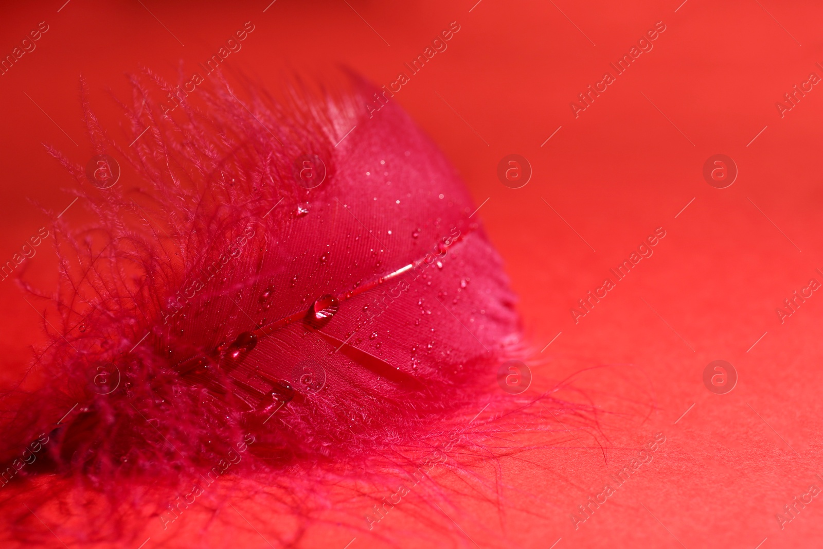 Photo of Fluffy feather with water drops on red background, closeup. Space for text