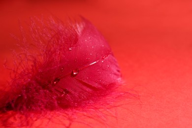 Photo of Fluffy feather with water drops on red background, closeup. Space for text