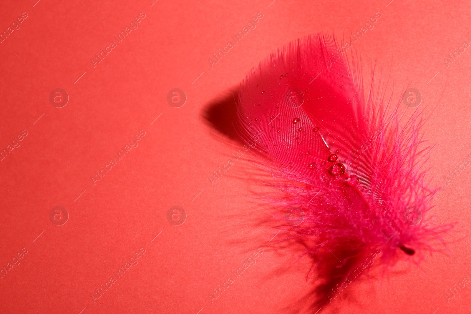 Photo of Fluffy feather with water drops on red background, top view. Space for text