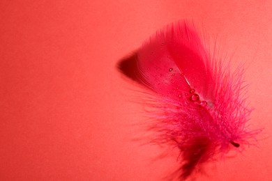 Photo of Fluffy feather with water drops on red background, top view. Space for text