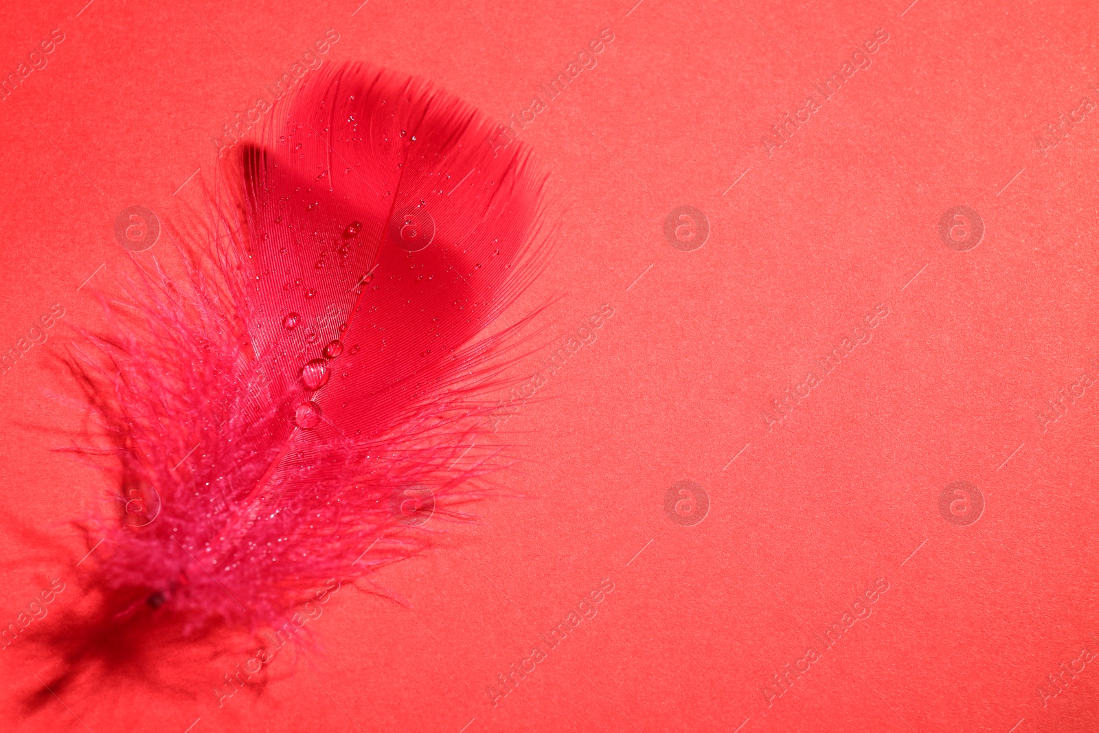 Photo of Fluffy feather with water drops on red background, top view. Space for text