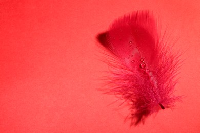 Photo of Fluffy feather with water drops on red background, top view. Space for text