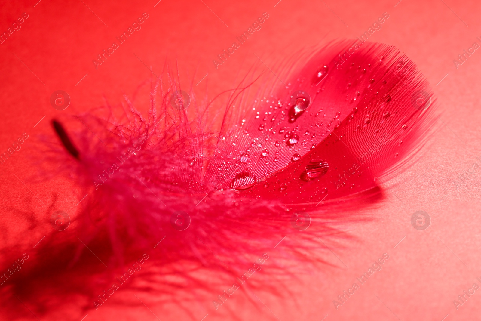 Photo of Fluffy feather with water drops on red background, closeup