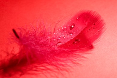 Photo of Fluffy feather with water drops on red background, closeup