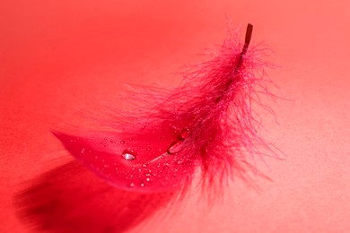 Photo of Fluffy feather with water drops on red background, closeup